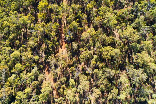 Fototapeta Naklejka Na Ścianę i Meble -  View of the Trees, aerial view eucaclyptus trees, australia, western australia
