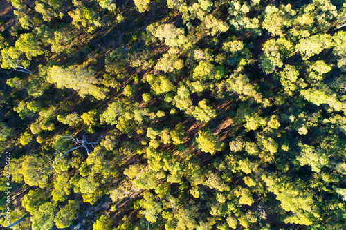 View of the forest, aerial view from eucaclyptus trees,  Australia, Western Australia photo