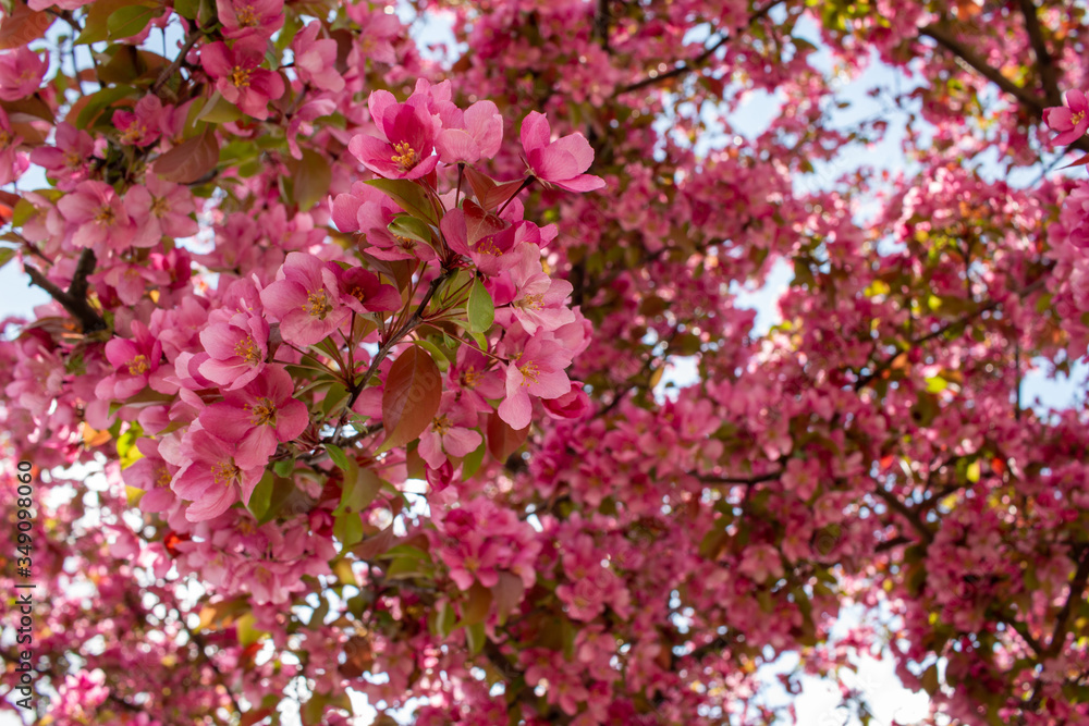 Close up view of beautiful deep pink crabapple tree flower blossoms in full bloom, with blue sky background Close up view of beautiful deep pink crabapple tree flower blossoms in full bloom, with blue sky background