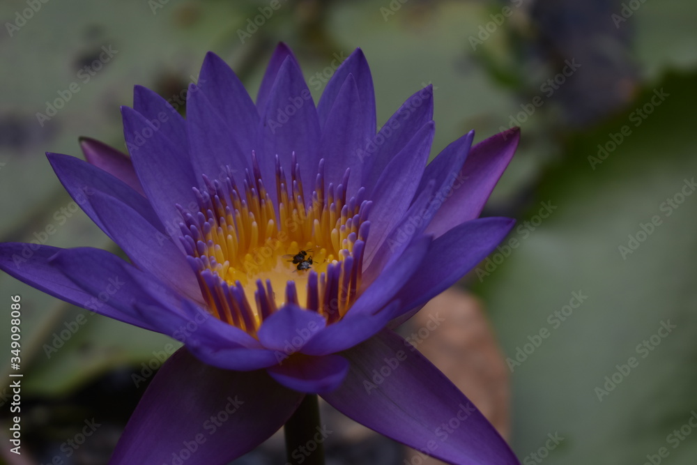 purple lotus flower
