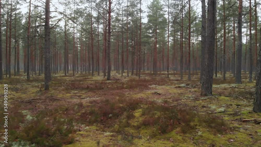 Flying through dark nordic pine tree forest on clouded day in Latvia Flying through dark nordic pine tree forest on clouded day in Latvia