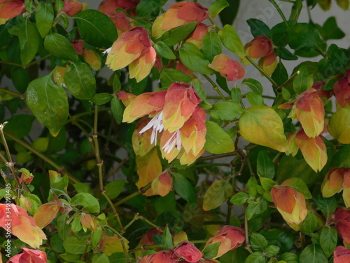 Mexican shrimp plant, or Beloperone guttata, flowers in the spring © Konstantinos