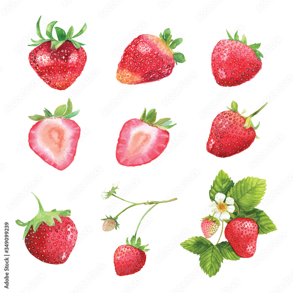 strawberry Watercolor set strawberry Watercolor set