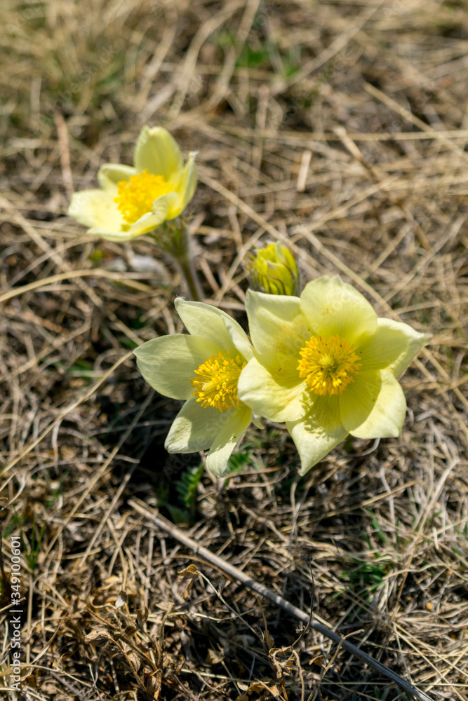 Yellow flowers of pulsatilla patens. Pasqueflower Yellow flowers of pulsatilla patens. Pasqueflower