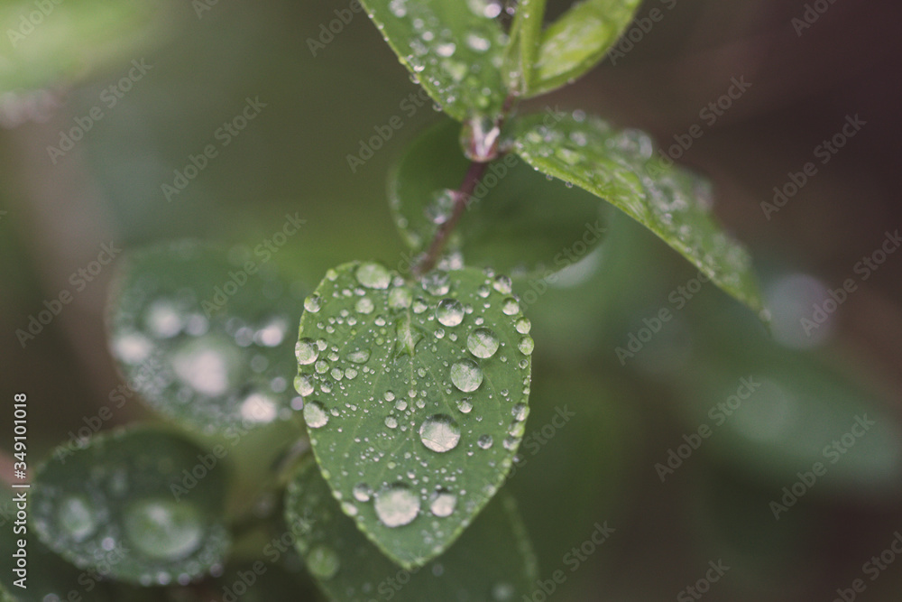 water drops on a leaf water drops on a leaf
