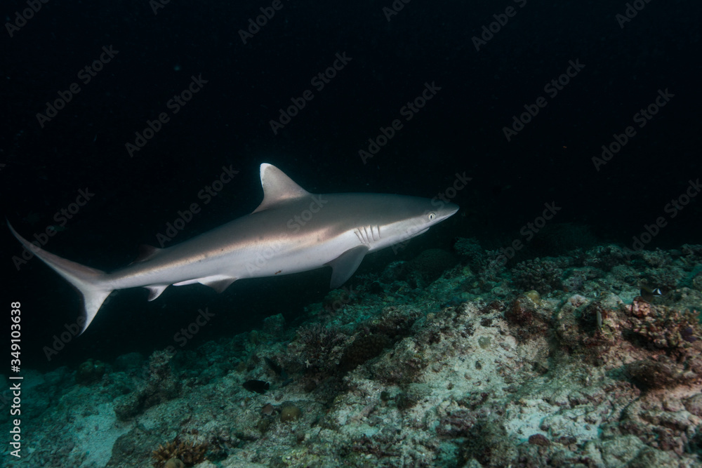 Obraz premium Ocean, nature, wildlife, underwater, underwater photography, travel, fish, scuba diving, holidays, sea, tropical, reef, shark, ray, Maldives,