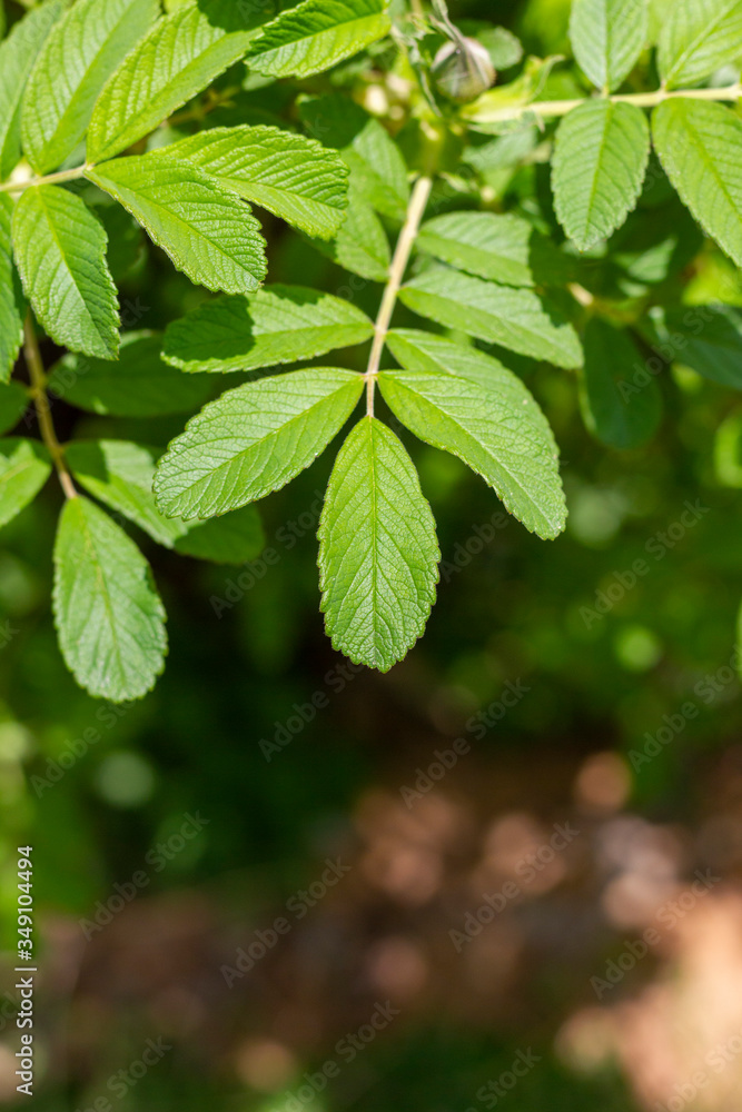 green leaves of a tree green leaves of a tree