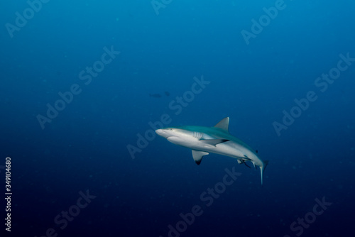 Wallpaper Mural Ocean, nature, wildlife, underwater, underwater photography, travel, fish, scuba diving, holidays, sea, tropical, reef, shark, ray, Maldives,  Torontodigital.ca