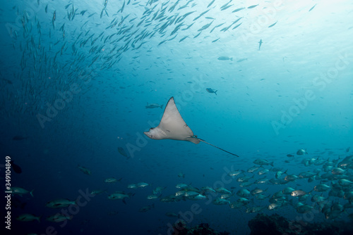 Ocean, nature, wildlife, underwater, underwater photography, travel, fish, scuba diving, holidays, sea, tropical, reef, shark, ray, Maldives, 
