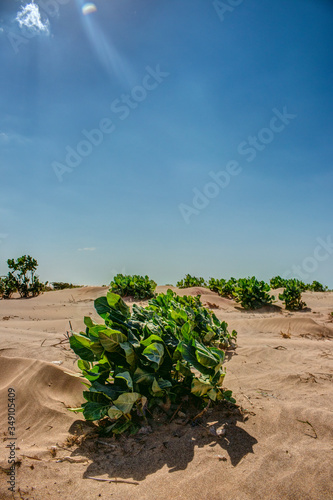 sand plant