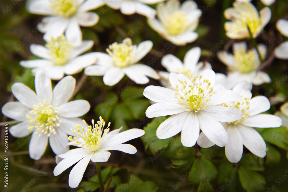 Flowers snowdrop Anemone Flowers snowdrop Anemone