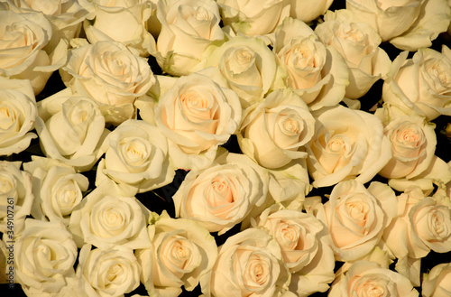 Roses - yellow white