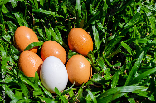 Duck eggs that are surrounded by eggs on the lawn