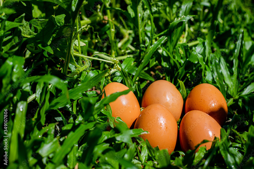 Five eggs on the grass after rain in the noon Five eggs on the grass after rain in the noon