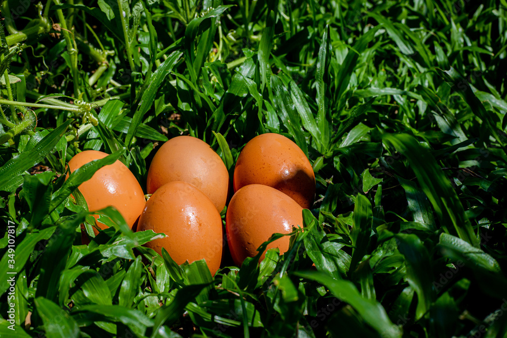 Five eggs on the grass after rain in the noon Five eggs on the grass after rain in the noon