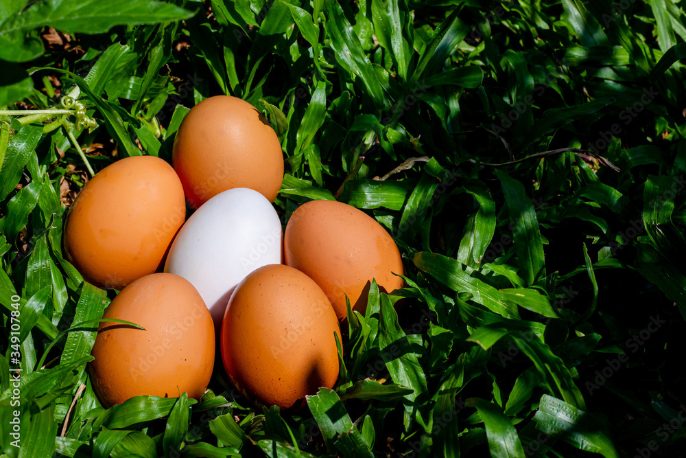 Duck eggs that are surrounded by eggs on the lawn Duck eggs that are surrounded by eggs on the lawn