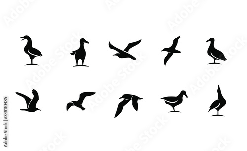 set collection seagull bird silhouette black logo icon design isolated white background