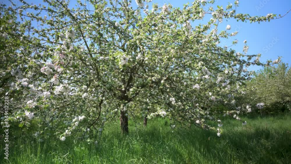 Cherry trees in full bloom on the side of the path on a sunny spring day. Cherry trees in full bloom on the side of the path on a sunny spring day.