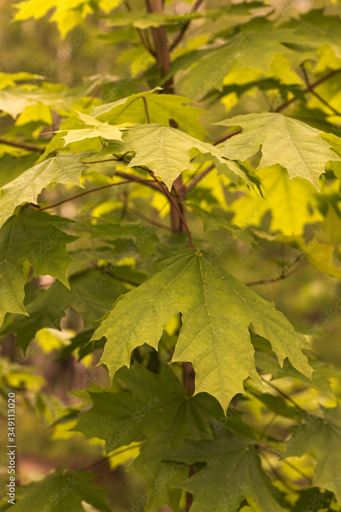 Green maple leaves on a tree close-up. Floral background. Green maple leaves on a tree close-up. Floral background.
