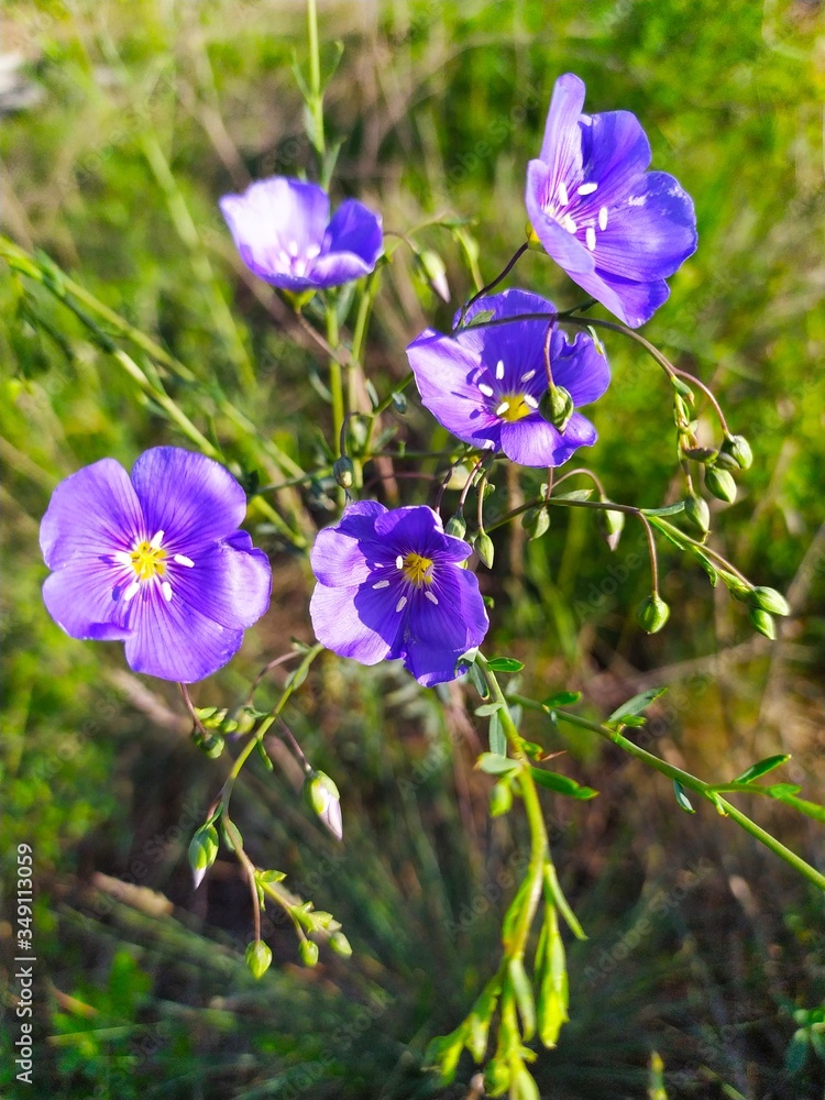 Unknown beautiful blue wildflowers in a meadow