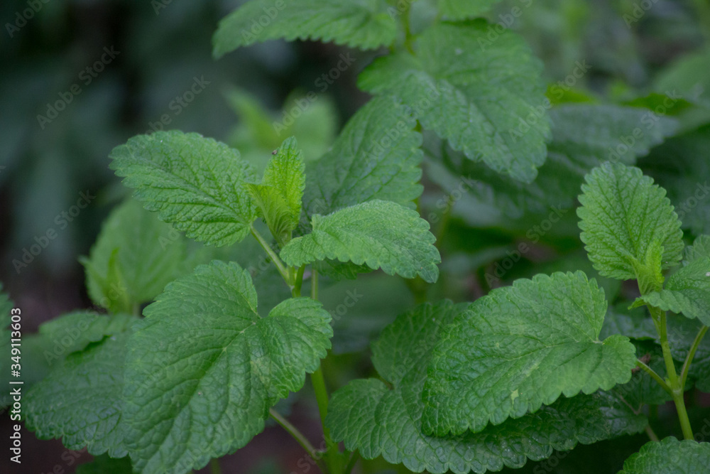 Melissa officinalis or lemon balm green leaves in the garden, daytime, outdoors cultivating plants, edible herb Melissa officinalis or lemon balm green leaves in the garden, daytime, outdoors cultivating plants, edible herb