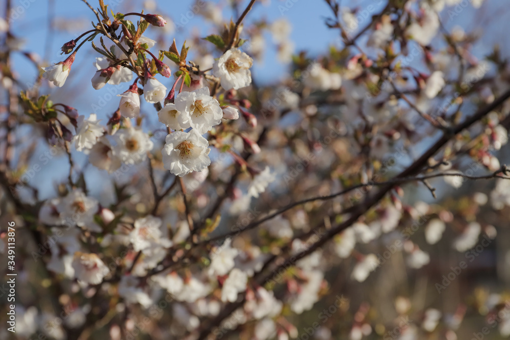 cherry blossom in spring cherry blossom in spring
