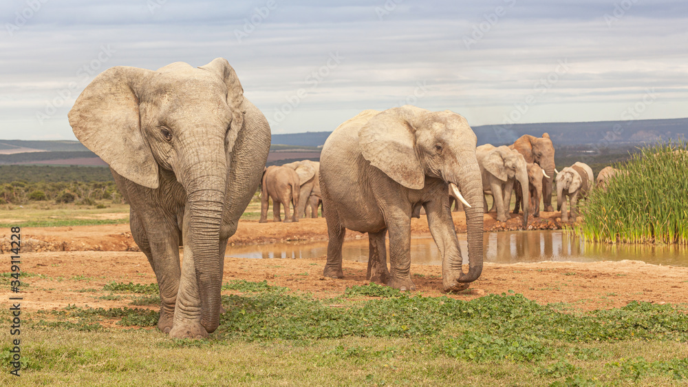 Fototapeta premium Elephants in Addo Elephant National Park