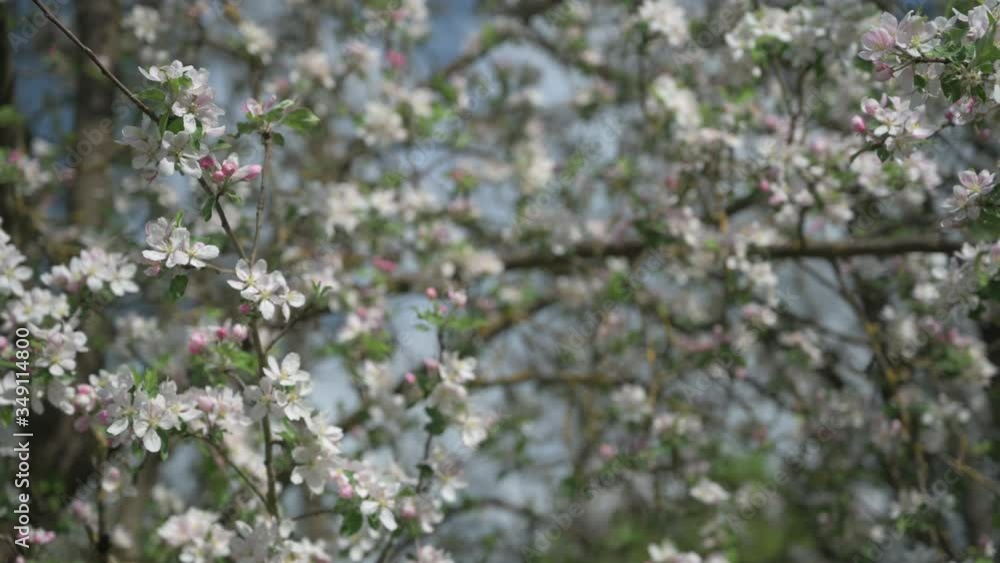 White pink flowers on an apple tree blow in the wind White pink flowers on an apple tree blow in the wind