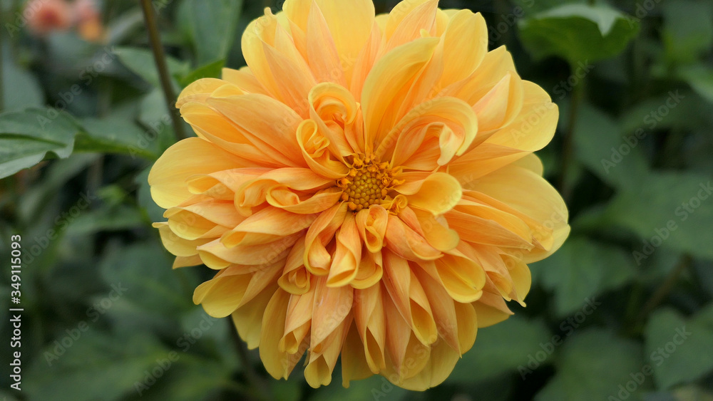 orange dahlia flower orange dahlia flower