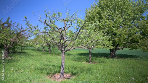  Young apple trees on a meadow in spring