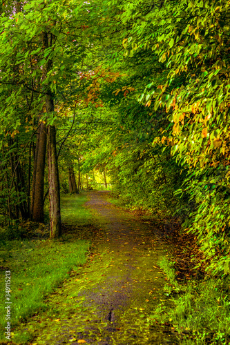 path in the woods © Mariluz