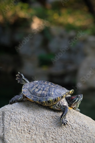 The life of a turtle. Posing in front of the camera. Life in the wild. Sunbathes. Funny animals. Underwater life. Armor is a home.