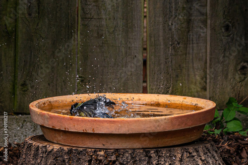 Great tit bird, Parus major, washing feathers in a bird bath © Anders93