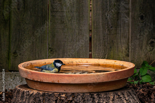 Great tit bird, Parus major, washing feathers in a bird bath © Anders93