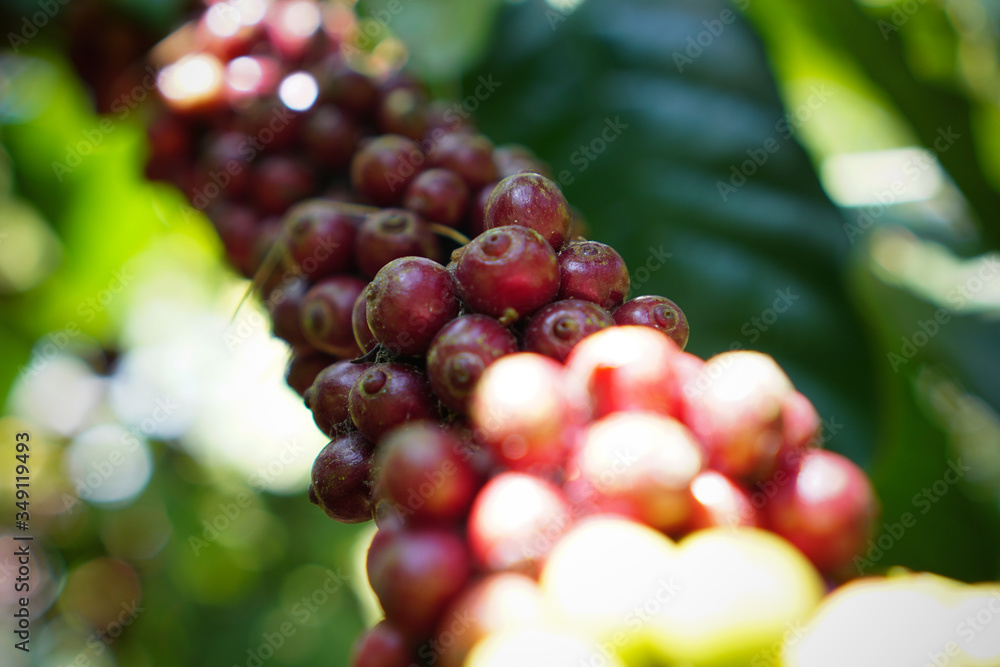 Coffee cherries contain caffeine, as does the tea, though while the tea is popularly understood to have a high level of caffeine, it actually only has about a quarter the caffeine levels of coffee.A c Coffee cherries contain caffeine, as does the tea, though while the tea is popularly understood to have a high level of caffeine, it actually only has about a quarter the caffeine levels of coffee.A c