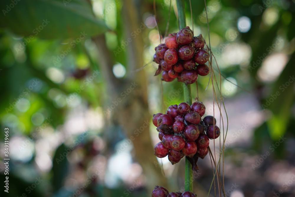 Coffee cherries contain caffeine, as does the tea, though while the tea is popularly understood to have a high level of caffeine, it actually only has about a quarter the caffeine levels of coffee.A c Coffee cherries contain caffeine, as does the tea, though while the tea is popularly understood to have a high level of caffeine, it actually only has about a quarter the caffeine levels of coffee.A c