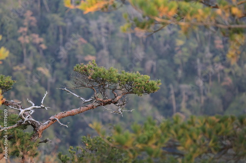 Beautiful Japanese autumn in Miyajima, Miyajimacho photo