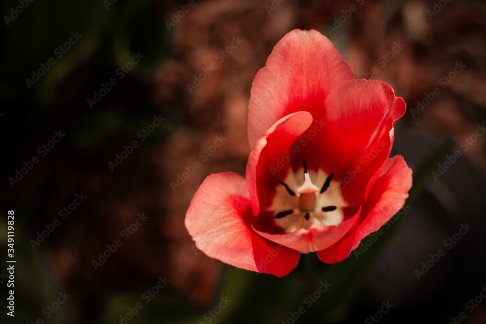 red tulip flower
