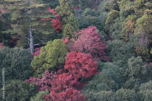 Beautiful Japanese autumn in Miyajima, Miyajimacho photo