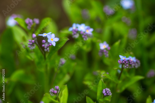 Macro photography of forget-me-not flowers surrounded by lush greenery.Close up of small purple flower.