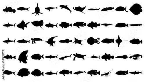 Vector set of 50 various fish and sea animals silhouettes.