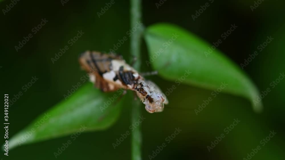 Praying Mantis, Ceratomantis saussurii; a very tiny Mantis on a hanging fern looking up to the camera while moving its mouth as it cleans its forelegs. Praying Mantis, Ceratomantis saussurii; a very tiny Mantis on a hanging fern looking up to the camera while moving its mouth as it cleans its forelegs.