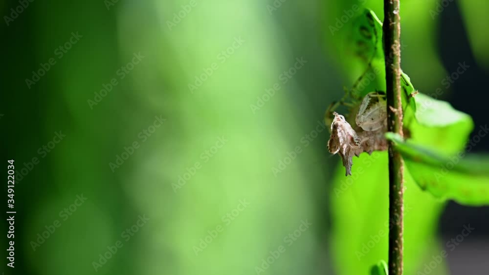 Praying Mantis, Ceratomantis saussurii; a very tiny Mantis hanging on behind draping fern branches while chewing on something as the bokeh of green leaves behind it dance with the wind. Praying Mantis, Ceratomantis saussurii; a very tiny Mantis hanging on behind draping fern branches while chewing on something as the bokeh of green leaves behind it dance with the wind.