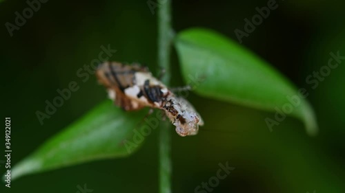 Wallpaper Mural Praying Mantis, Ceratomantis saussurii; a very tiny Mantis on a hanging fern looking up to the camera while moving its mouth as it cleans its forelegs. Torontodigital.ca