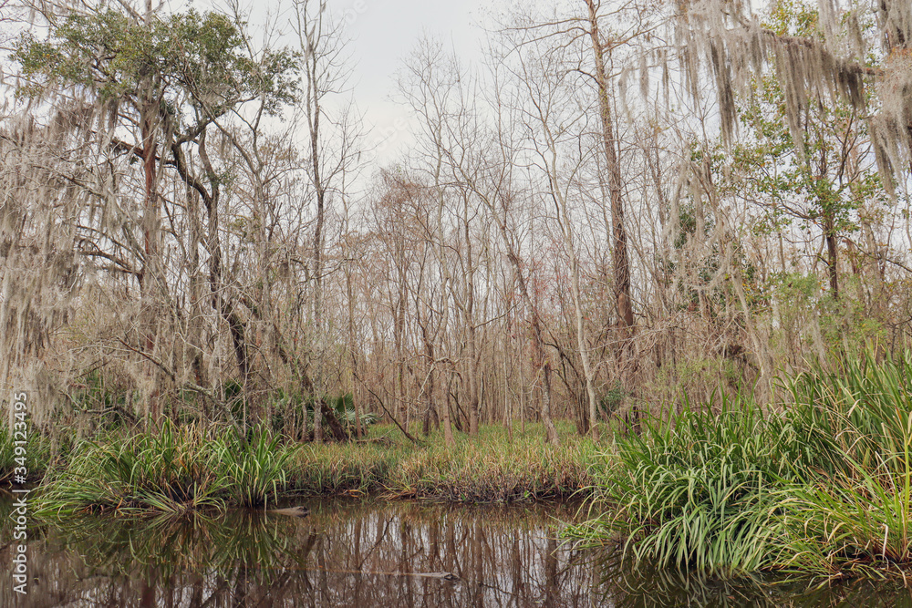 Fototapeta premium trees on the water