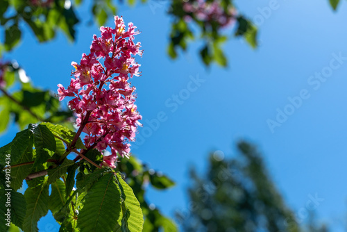 Aesculus red chestnut flowers, flowering horse chestnut red flowers, sunny day in May. Natural detail, deciduous plant of flower groups.