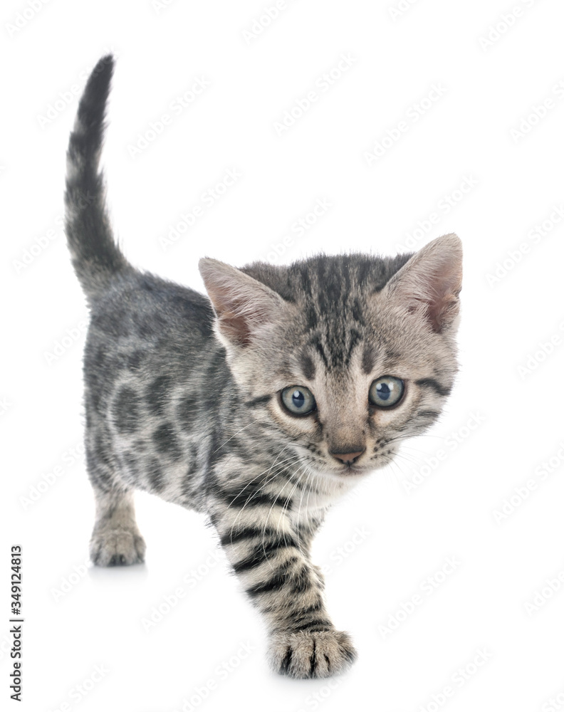bengal kitten in studio bengal kitten in studio