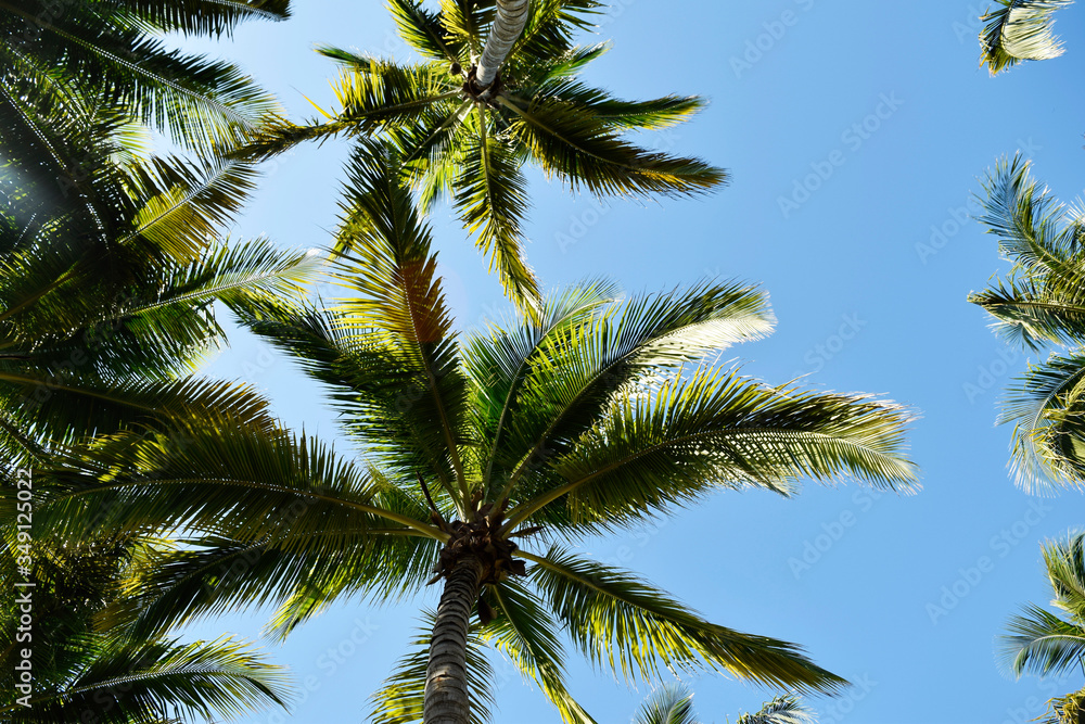 palm trees against a blue sky