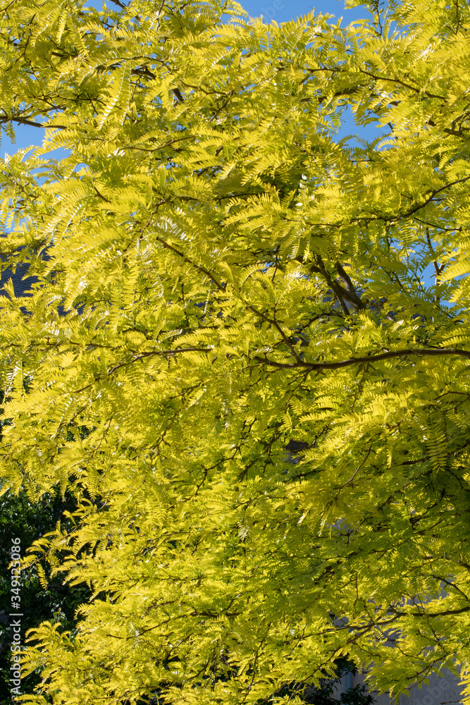 Arbres à feuilles jaunes Arbres à feuilles jaunes