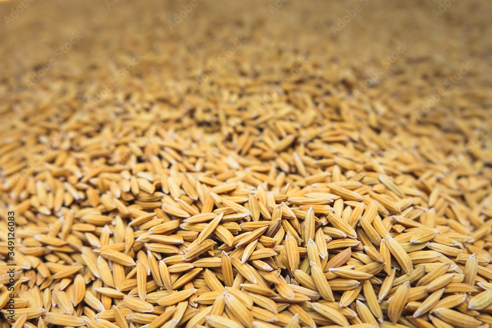 Fototapeta premium paddy rice and rice seed backgound